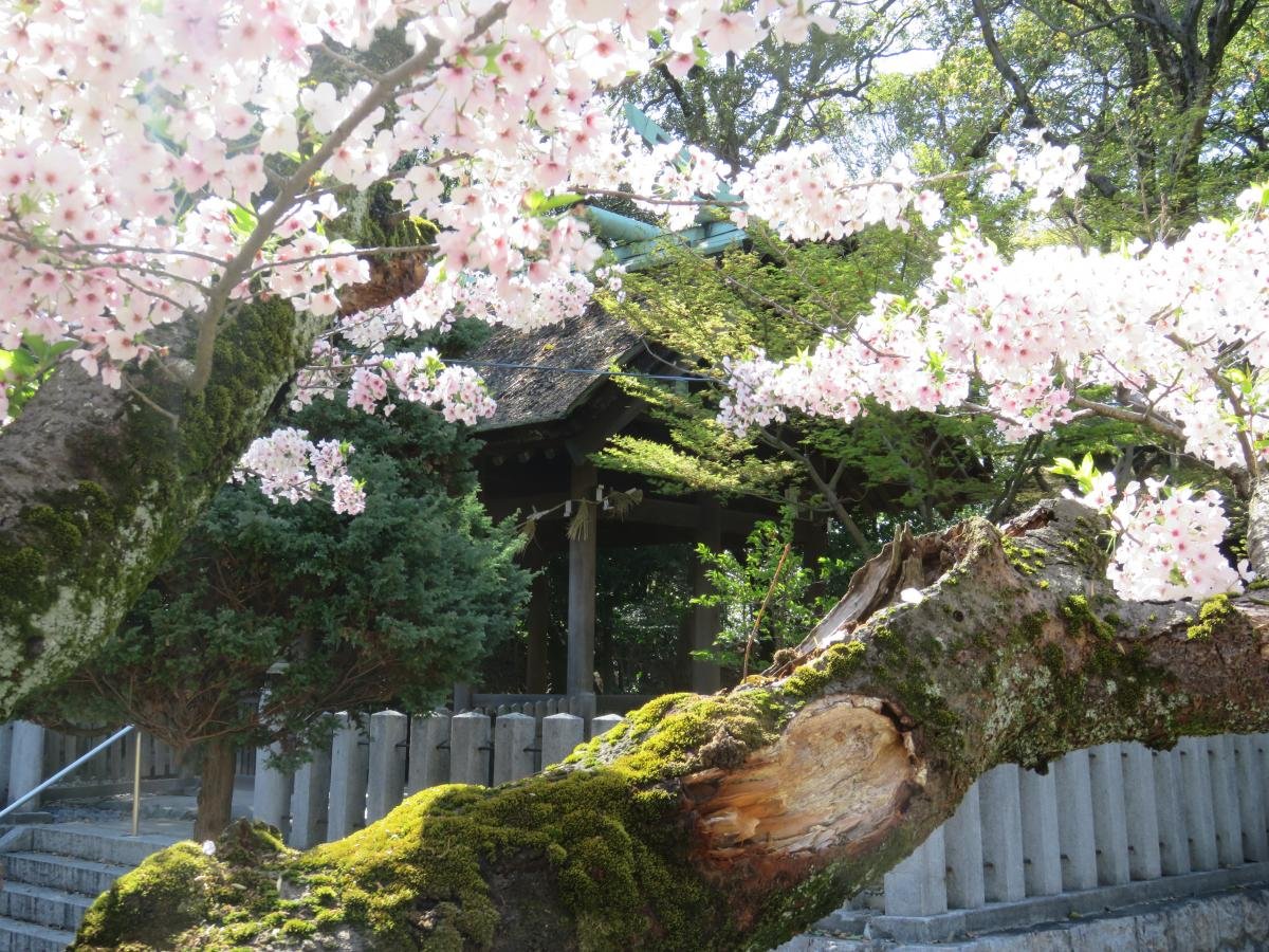 🏯 니시오시 역사공원 (西尾市歴史公園) 이미지 7